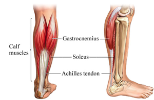 calf muscle diagram
